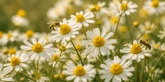 Chamomile - Gentle Comfort for Skin & Mind - Oils By Ashy Grace